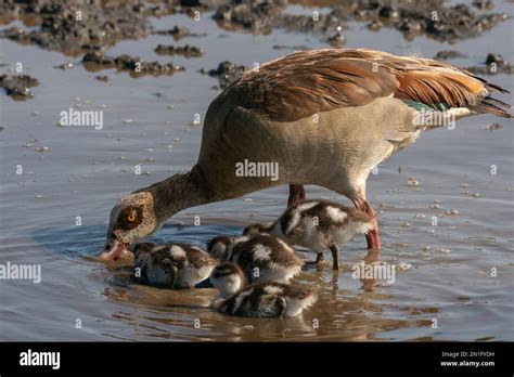 Egyptian Goose Alopochen Aegyptiacus With Chicks Ndutu Conservation