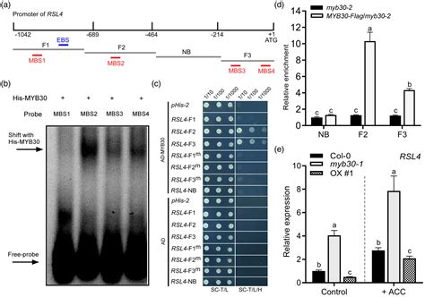 Myb30 And Ethylene Insensitive3 Antagonistically Modulate Root Hair