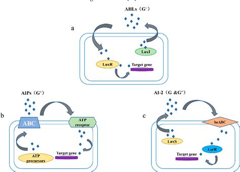 Figure 1 from Advances in the Application of Quorum Sensing to Regulate ...