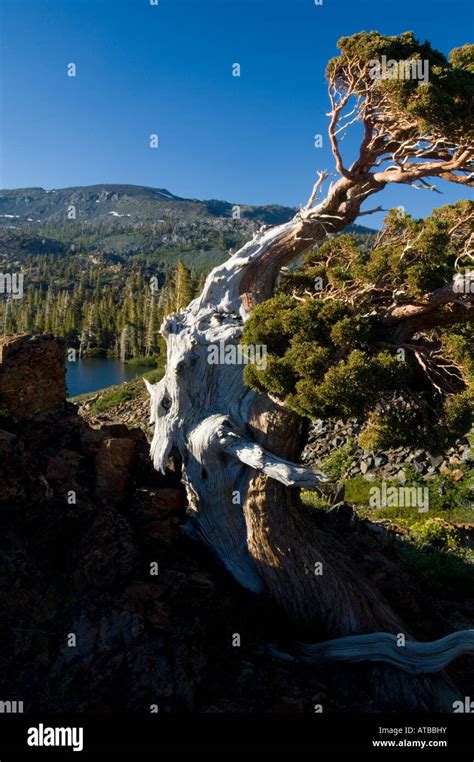 Foxtail Pine Pinus Balfouriana Tree Growing Out Of Rocks Desolation