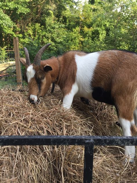 Hay For Nigerian Dwarf Goats Red White And Speckled