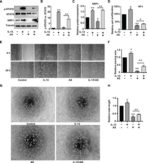 Frontiers Stat6 Upregulates Nrp1 Expression In Endothelial Cells And Promotes Angiogenesis