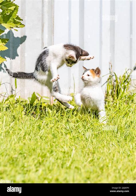 Two little kittens are playing Stock Photo - Alamy