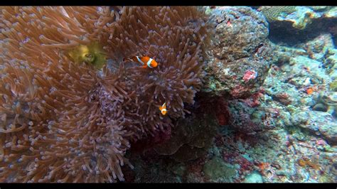 Diving Around Mataking Timba Timba Mantabuan And Sibuan Islands