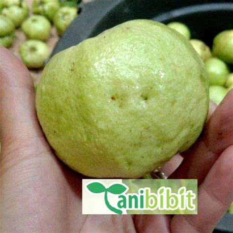 Jual Pohon Jambu Kristal BERBUAH BERBUNGA Cangkok Bibit Jambu Kristal