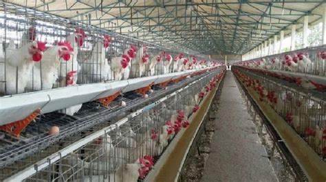 Steel Prefabricated Poultry Shed At Rs Sq Ft In Nagpur Id