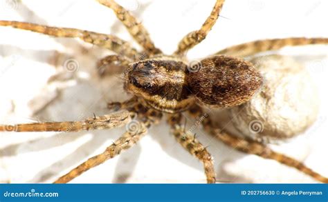 Wolf Spider With An Egg Sack Stock Photo Image Of Village Cotacachi