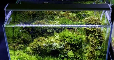 Do Small Led Lights Work Live Plants Aquarium Aquariumia