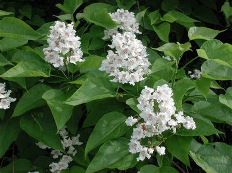 Catalpa Speciosa 1 2 Year Old Northern Catalpa Cigar Tree Indian