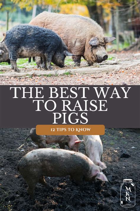 How To Raise Pigs 12 Tips To Raising Pigs For Meat