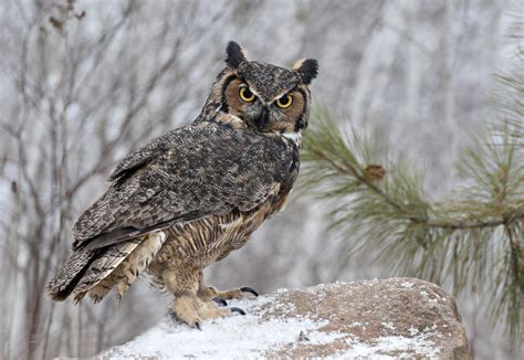 Hd Wallpaper Of A Majestic Great Horned Owl