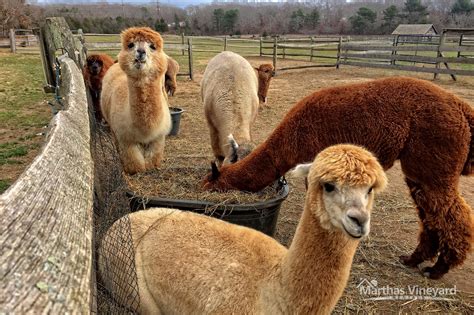 Island Alpaca Farm