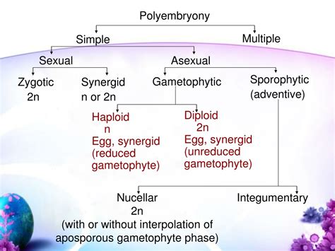 Ppt Chapter7 Apomixis And Polyembryony Powerpoint Presentation Free