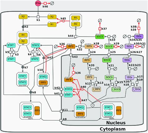 Ifn Activation Of The Jak Stat Signaling Pathway Free Ifn Binds To The