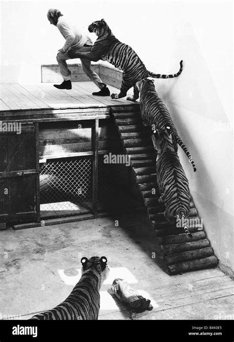 Animals Zoos John Aspinall with Tigers at Howletts Zoo 1971 Stock Photo - Alamy