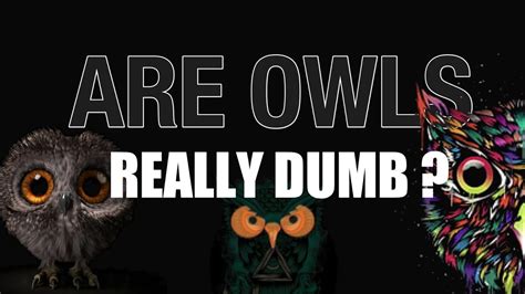 Are Owls Really Dumb Real Owl Facts Owls 2022 Nature Youtube