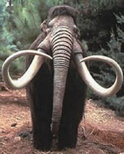 Siberia: A 'Complete' Mammoth skeleton discovered - Eco Friend