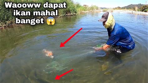 Baru Kali Ini Jala Ikan Nila Babon Di Sungai Air Jernih Dan Bersih