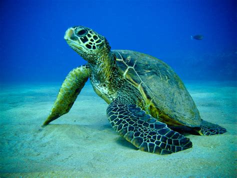 Turtle | The Biggest Animals Kingdom