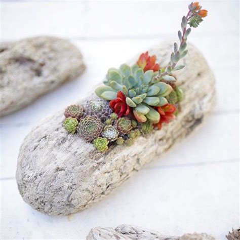 Dalla Vita On Instagram Succulent Driftwood Now Available