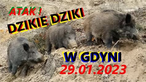 Atakuj Dzikie Dziki W Gdyni Gracjan Roztocki Youtube