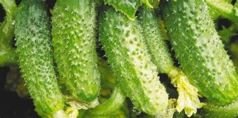 Огурец Конкурент: описание сорта, характеристики и выращивание в ...
