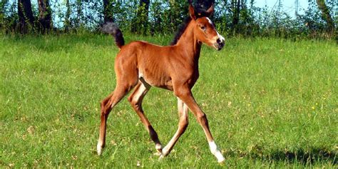 What Is A Baby Horse Called Facts On Foals Insider Horse Latest