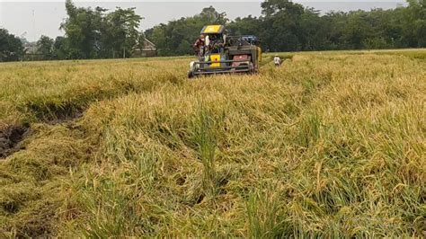 JOMBANG Memasuki Panen Raya Harga Gabah Anjlok Petani Resah Dan