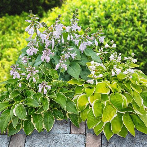 Buy Fragrant Hosta Collection Shade Perennials Breck S