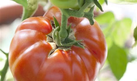 Ochsenherz Tomate Belmonte Pflanze Pflege Tipps Floragard