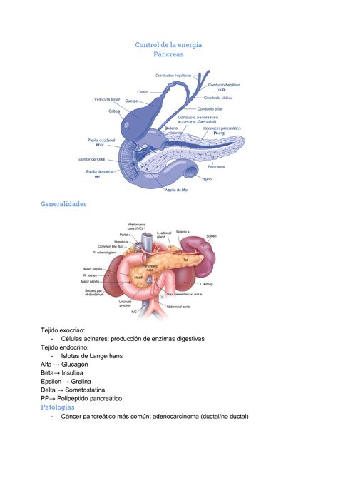 Solution Anatom A Y Fisiolog A Del P Ncreas Studypool