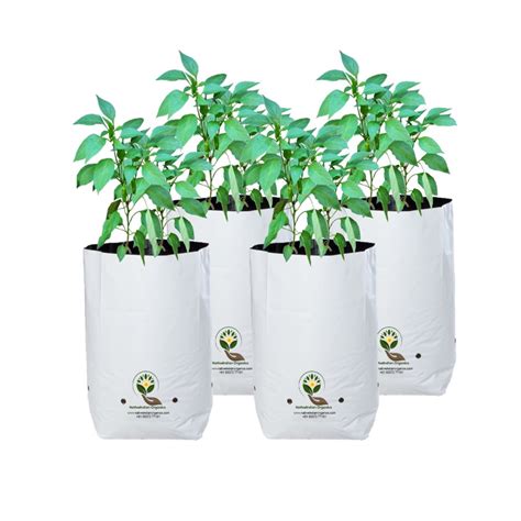 Share Polythene Bags For Plants Super Hot In Cdgdbentre