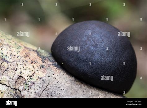 King Alfred S Cake Daldinia Concentrica Single Autumn Growing On A Tree