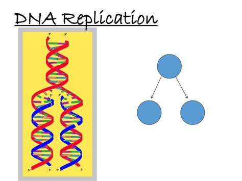 Ppt Dna Replication Powerpoint Presentation Free Download Id9574851