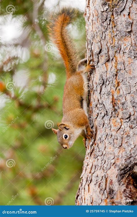 Curious Cute American Red Squirrel Climbing Tree Royalty Free Stock