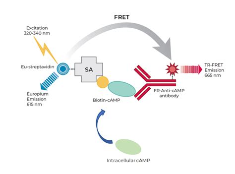 THUNDER CAMP TR FRET Assay Principle Bioauxilium