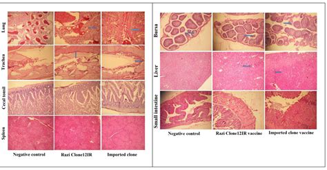 Study Of Cellular And Humoral Immunity And Histopathology Of Target