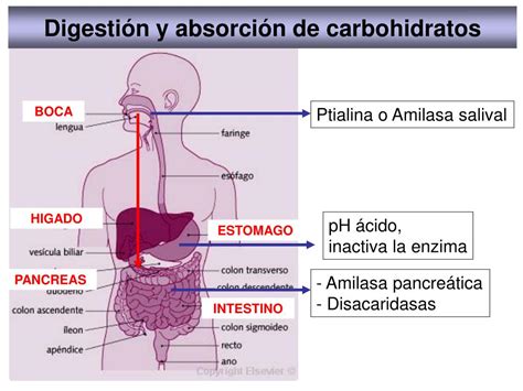 Ppt Metabolismo De Los Carbohidratos Digesti N Y Absorci N De