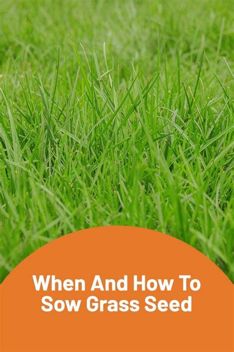 When And How To Sow Grass Seed Grass Seed Grass Lawn Soil