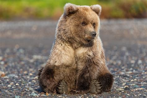 Bears, Cubs, Brown Bears, Bokeh, Sitting, Paws, HD Wallpaper | Rare Gallery