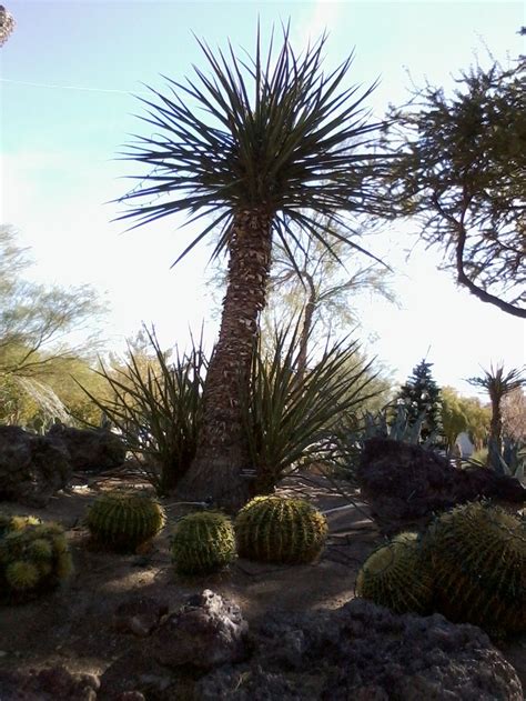 Desert Cactus Amazing Cacti And Succulents Desert Cactus Palm Trees