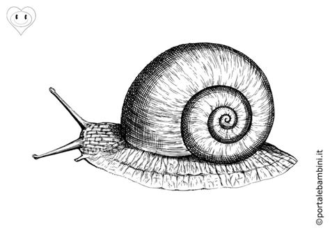 Disegno Lumaca Da Coloraredisegno Lumachina Da Coloraredisegno Porn