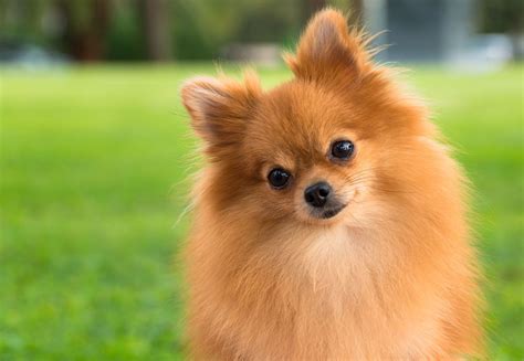 Pomeranian Summary Temperament Barking And Facts Britannica