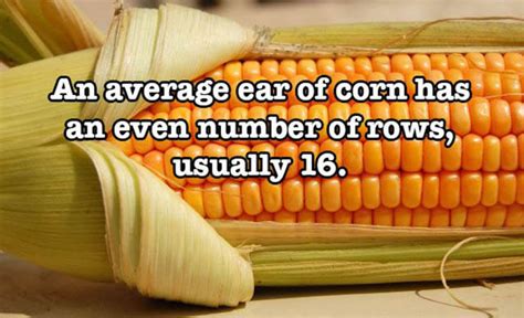 Crazy Food Facts You Didnt Know About 30 Pics