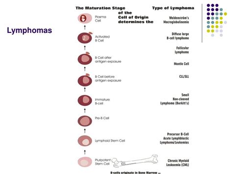 Ppt Alterations In White Blood Cells Powerpoint Presentation Free