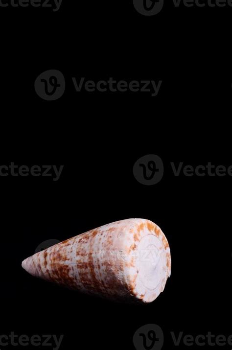 Sea Shell On Black Background Stock Photo At Vecteezy