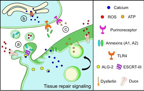 Understanding Individual And Collective Mechanisms Behind Cell Membrane