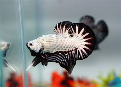Ikan Hias Putih Bintik Hitam David Ince