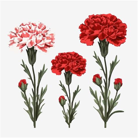 Un Paquete De Ilustraciones Realistas De Flores De Clavel Con Delicados