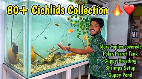 Cichlids 5 Ft Fish Tank Polar Parrot Fish Tank Guppy Fish